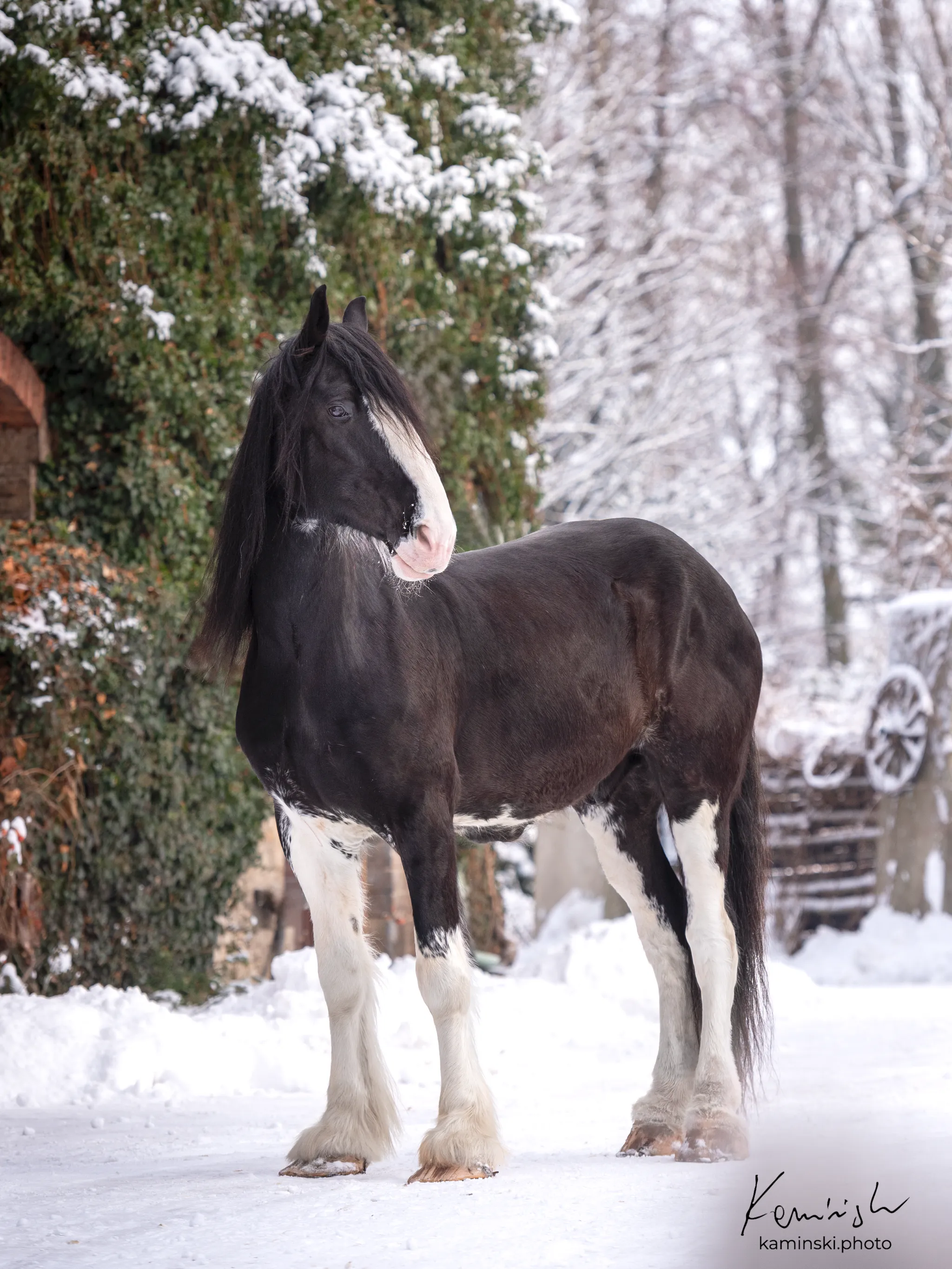 Horses